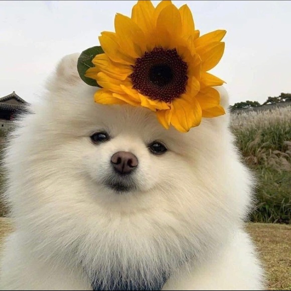 sunflowergirl3